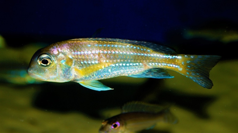 Limnochromis auritus 'Karago'